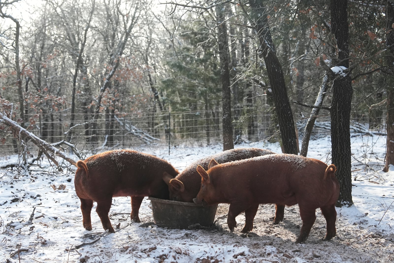 A group of pigs eat feed following a winter weather storm on Wednesday, Feb. 19, 2025, in Luther, Okla. (AP Photo/Joshua A. Bickel)