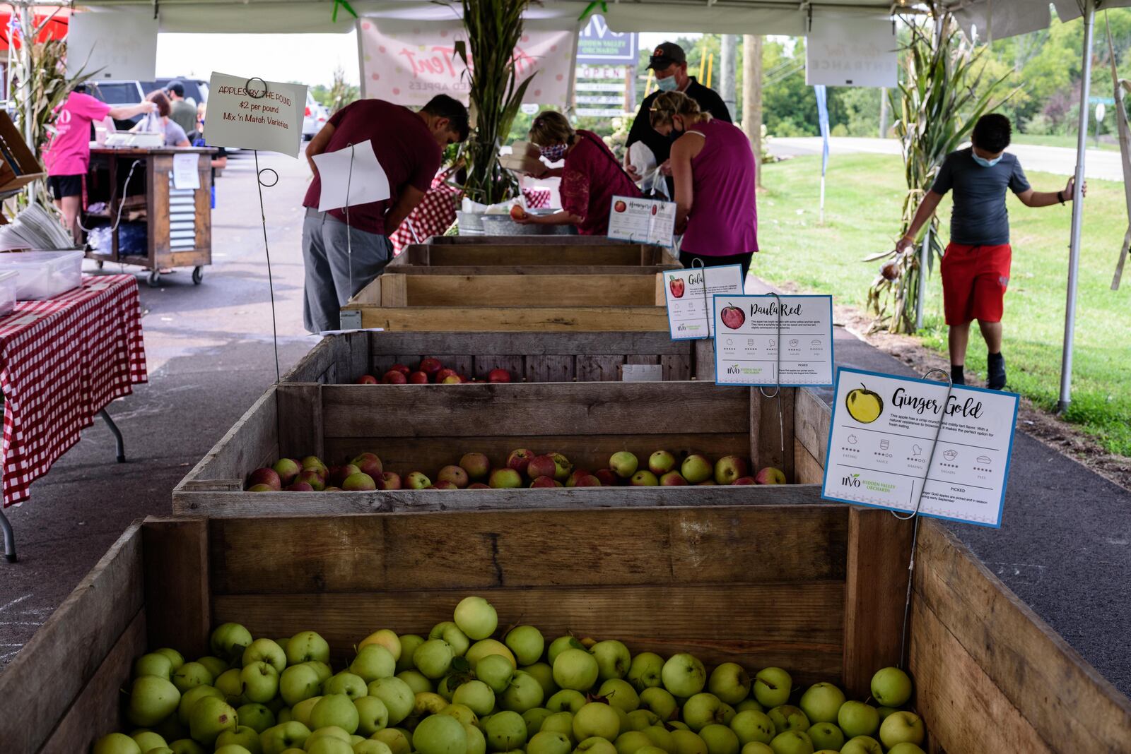 Hidden Valley Orchards will once again offer u-pick and u-pack apples. U-pick is expected to start during Apple Cider Days and run through the end of September. J TOM GILLIAM/CONTRIBUTING PHOTOGRAPHER