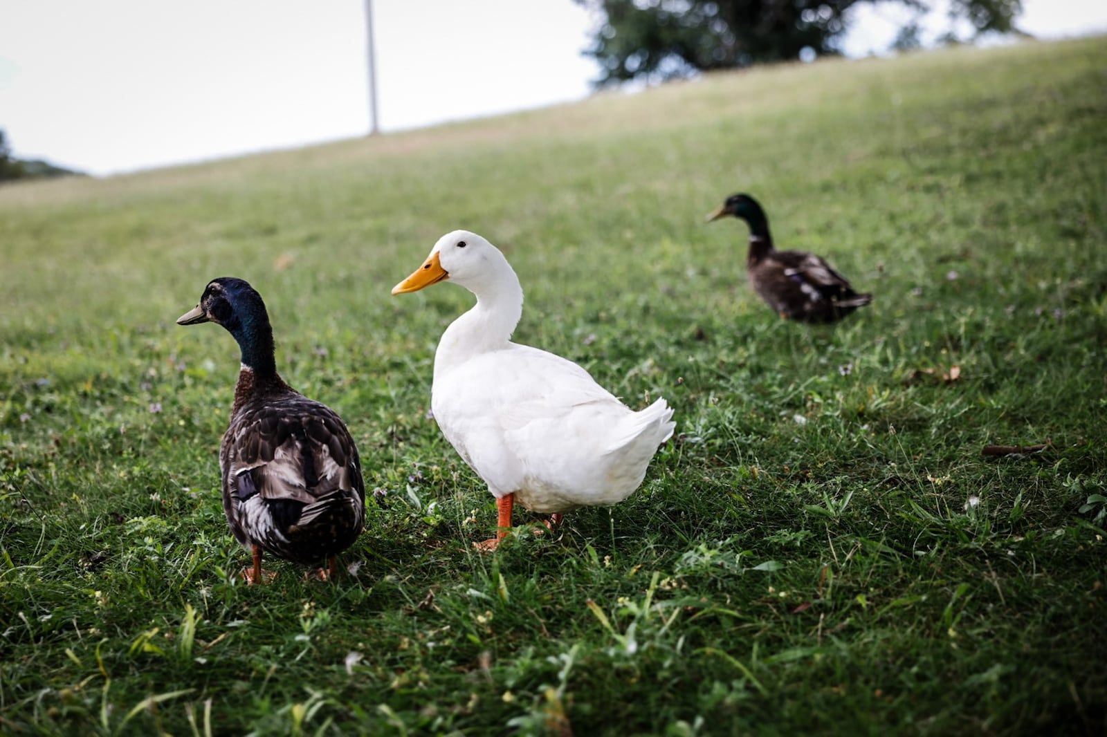 Ducks hang-out near the pond at Miami View Park in Miami Twp. The township is asking residents and non-residents for input regarding the community's first-ever park plan. JIM NOELKER/STAFF