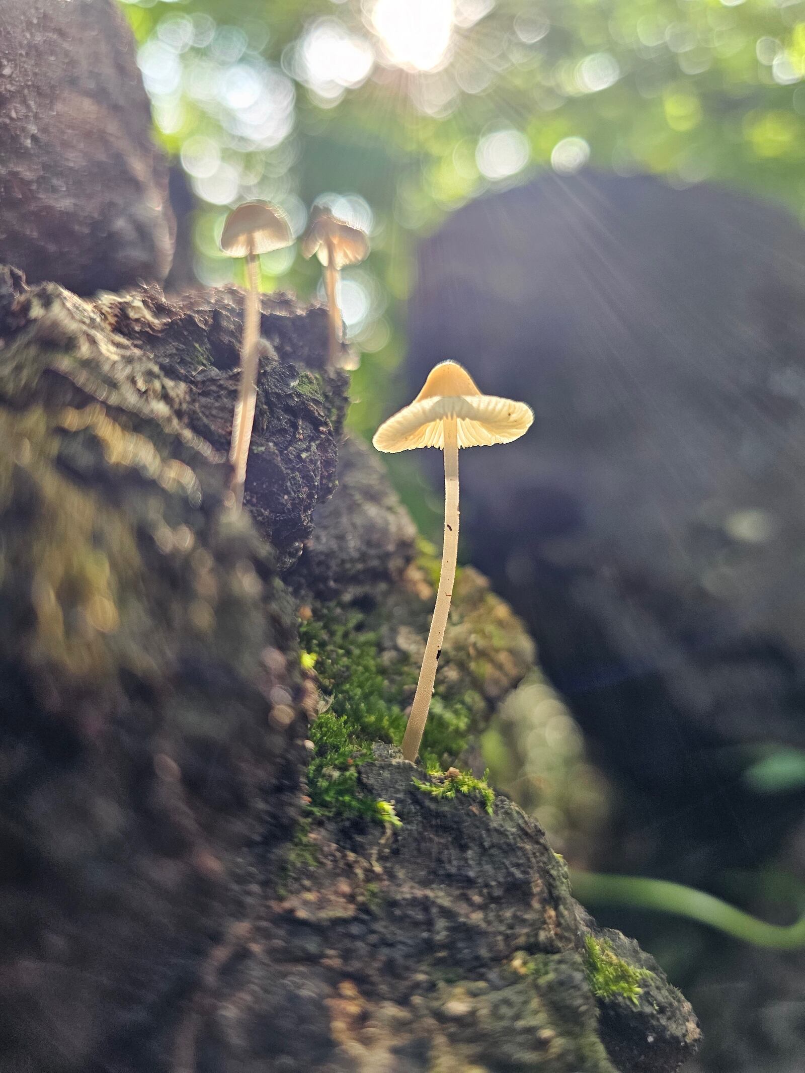 Faith Ritchie's photo exhibit “Ohio’s Forest Floor” is on display at the Brukner Nature Center in Troy through June 16.