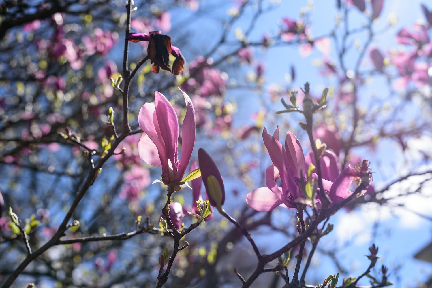 PHOTOS: Woodland Historic Tour at Woodland Cemetery & Arboretum