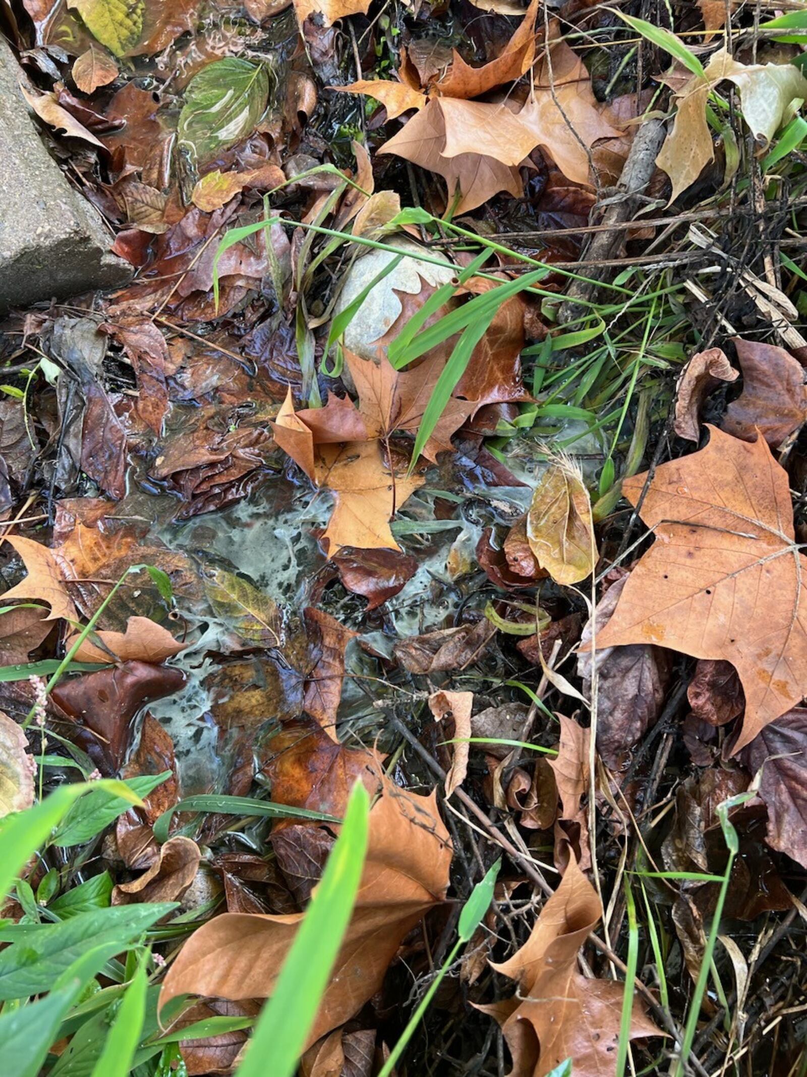 Ohio EPA issues new violation against Evans Landscaping for milky white substance bubbling from the ground near Little Miami River on Nov. 22, 2023. OHIO EPA/CONTRIBUTED