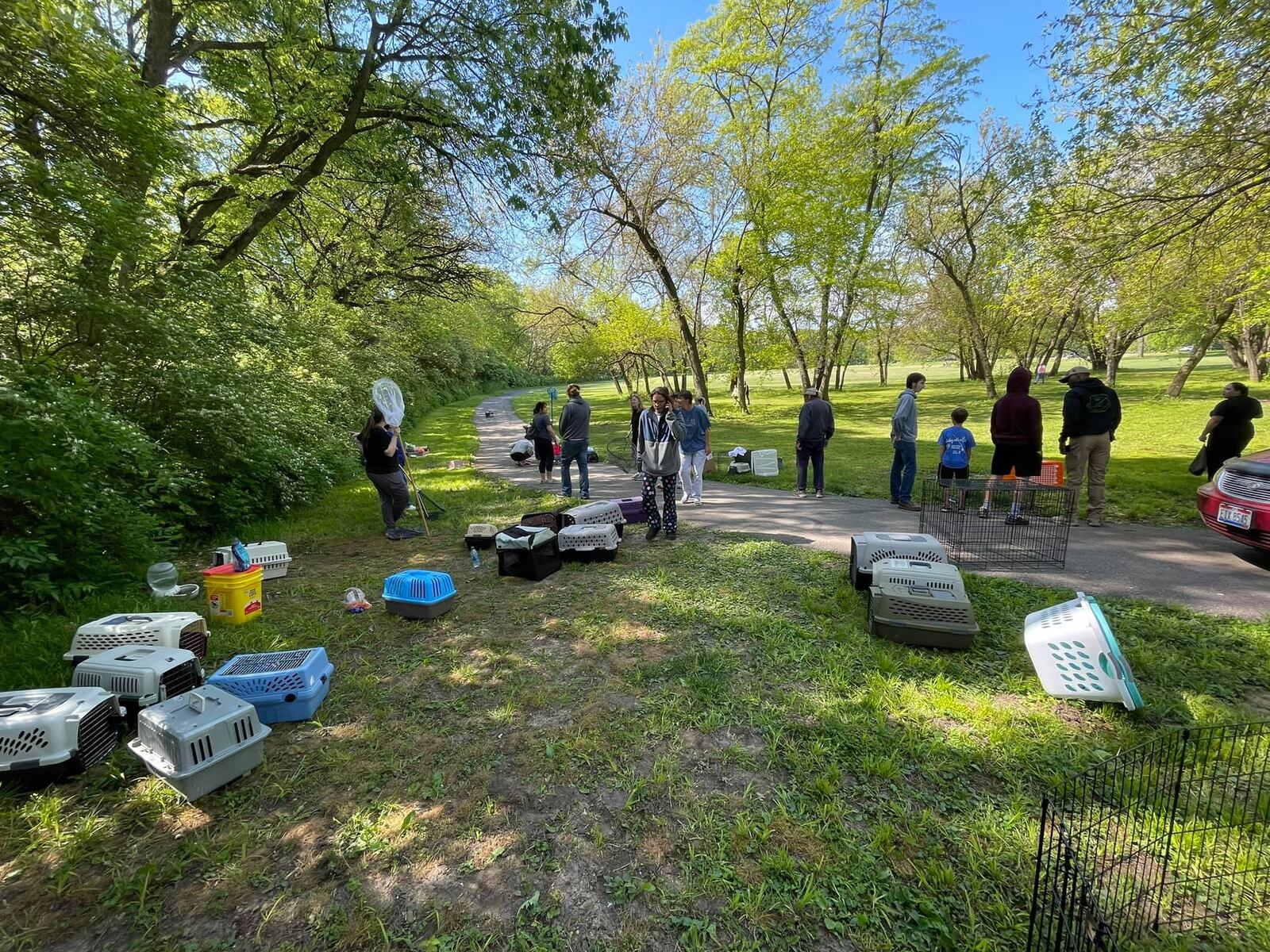 Volunteers from several animal rescue agencies teamed up Saturday to rescue 65 domestic rabbits dumped in Middletown's Smith Park. SUBMITTED