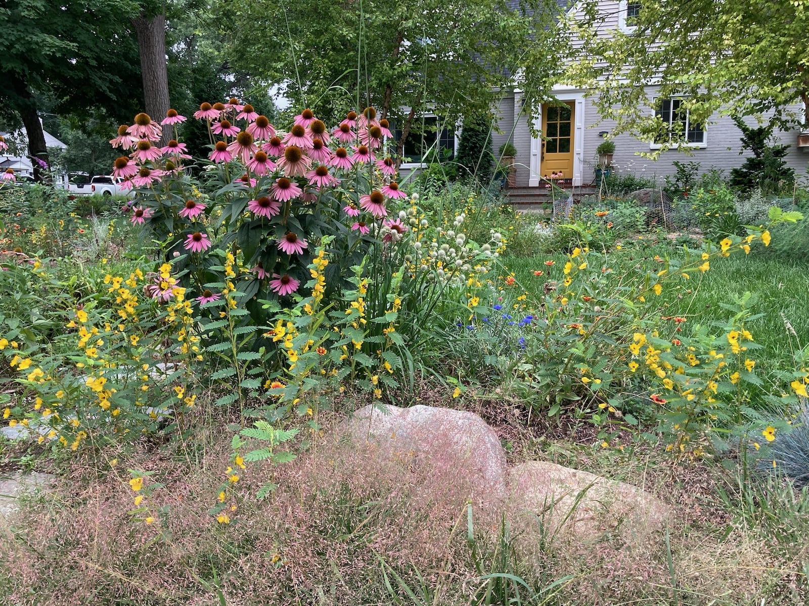 An Oakwood yard full of native plants designed and planted by REGENERATE Garden Co.