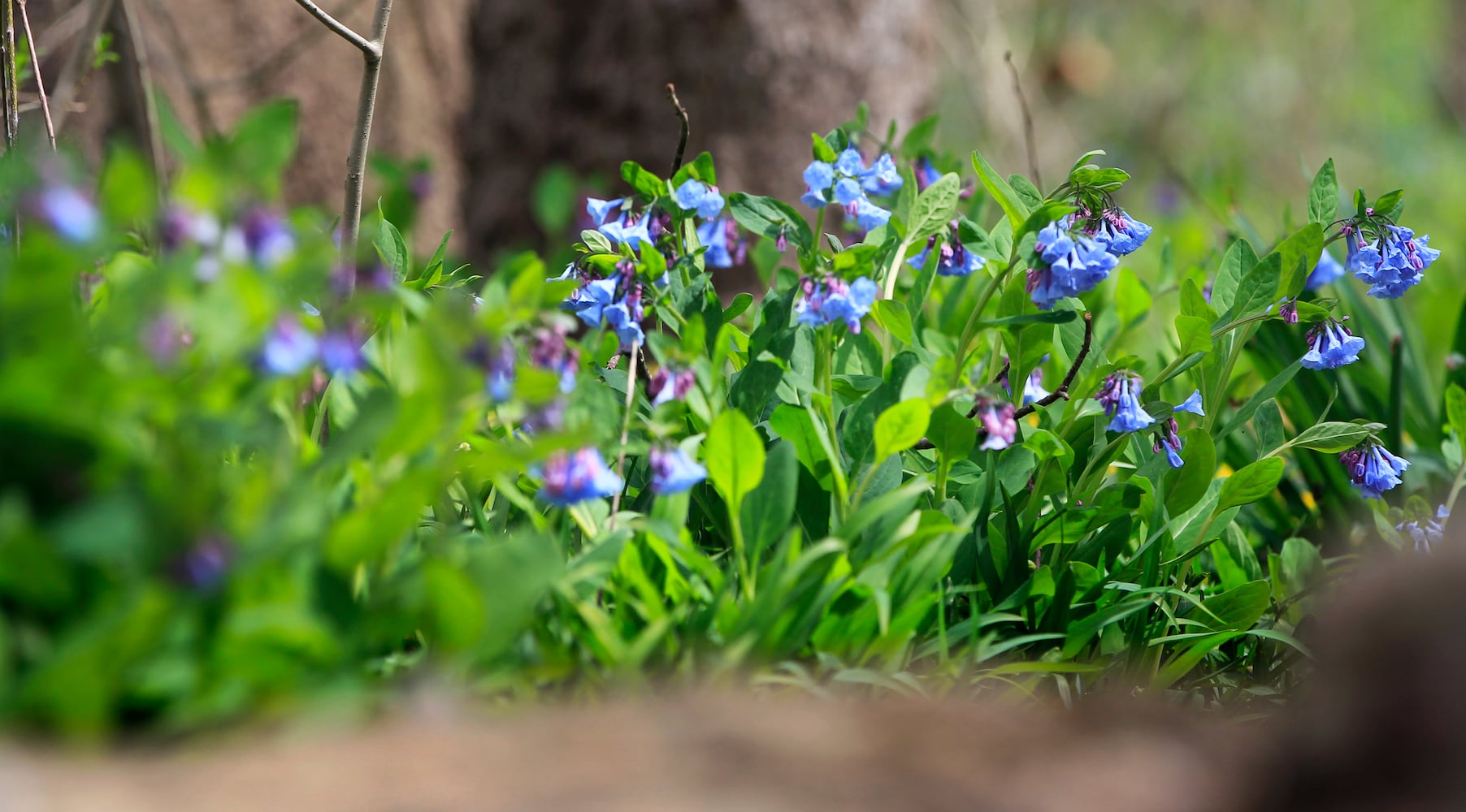 Virginia Bluebells bloom at Aullwood Garden MetroPark