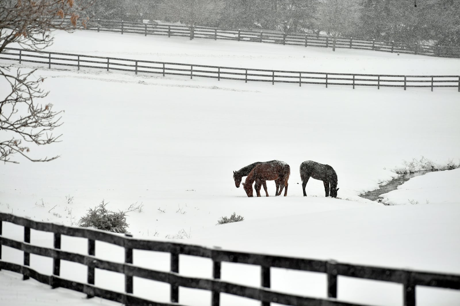 Horses in a field dig through the ice and snow for grass during a winter storm in Louisville, Ky., Monday, Jan. 6, 2025. (AP Photo/Timothy D. Easley)