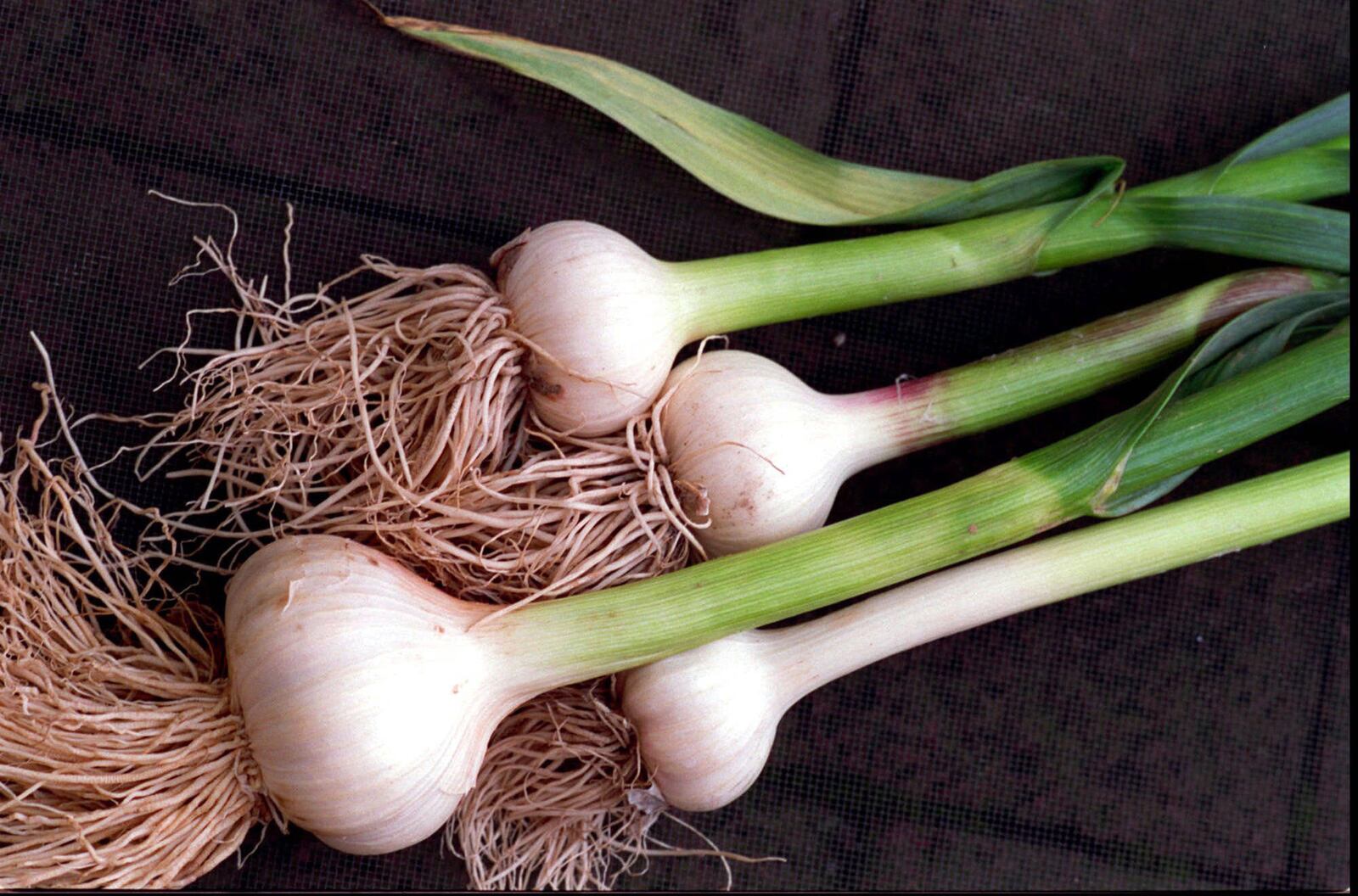 Not only do garlic, onions and leeks require little room to provide plenty for a family, they also are easy to grow - if you prepare the soil first. (Jonathan Wilson/Philadelphia Inquirer/MCT)