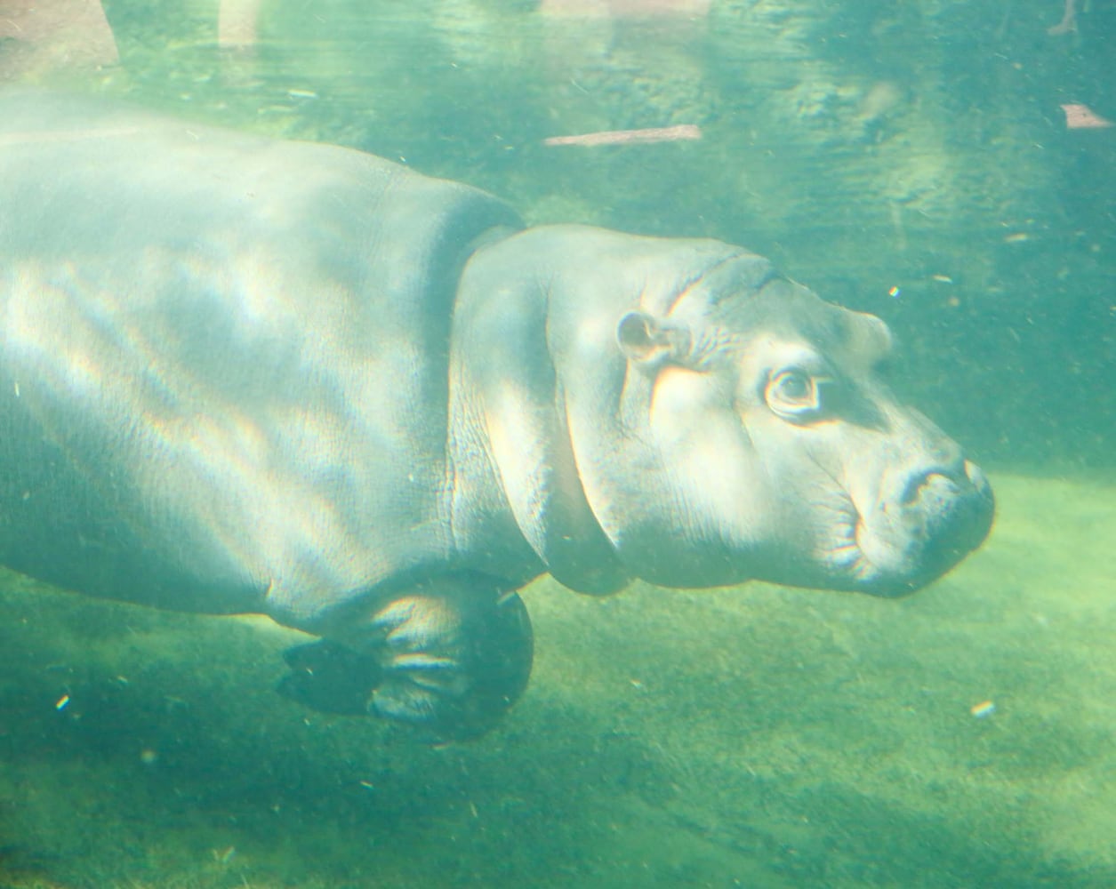 PHOTOS Fiona at the Cincinnati Zoo