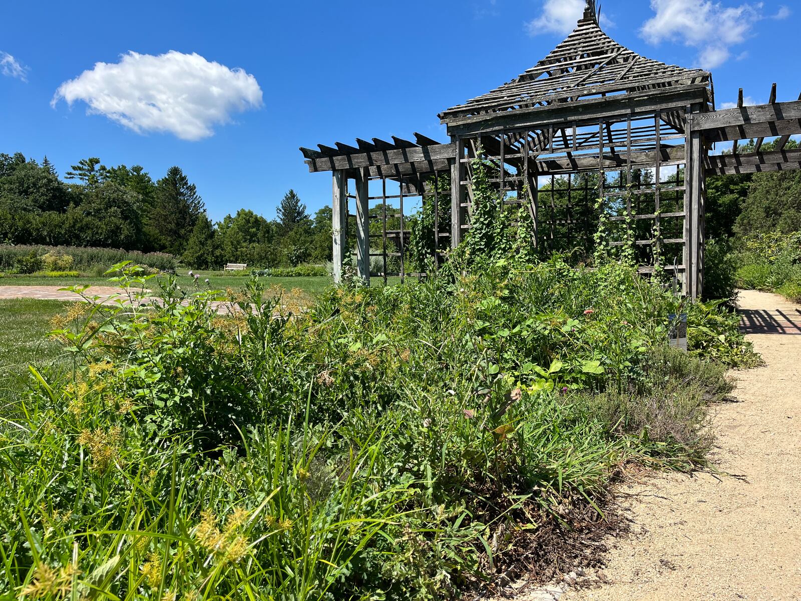 Maimon Memorial Garden and the Edible Landscape Garden have overgrown weeds in many of the growing areas. The garden usually grows a variety of herbs, vegetables and fruits, recently including French thyme and passion flower. CORNELIUS FROLIK / STAFF