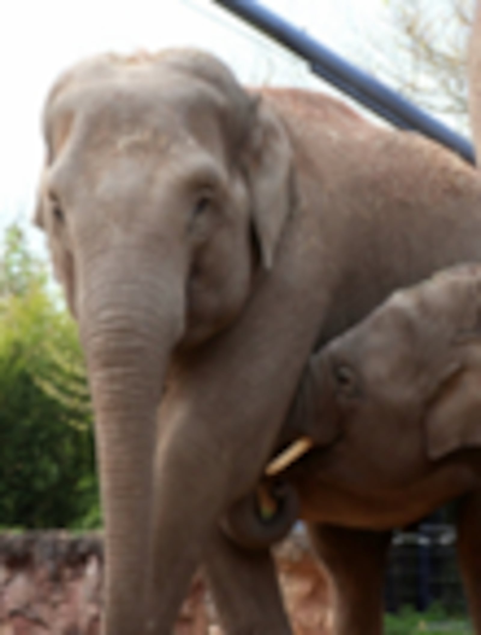 A 20-year-old Asian elephant named Anak who is a new arrival at the Cincinnati Zoo & Botanical Garden as of Nov. 5, 2023.

Photo Credit: Cincinnati Zoo & Botanical Garden website.