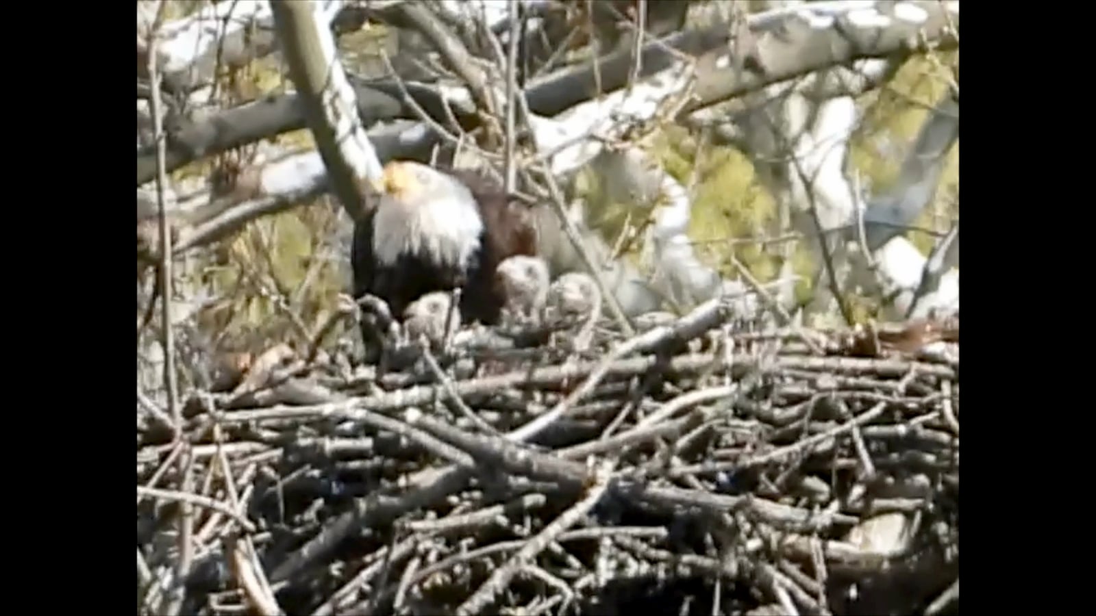 Wayne Wesley of Lebanon captured video Wednesday, April 14, of three eaglets in Orv and Willa’s nest at Carillon Historical Park. WAYNE WESLEY / CONTRIBUTED