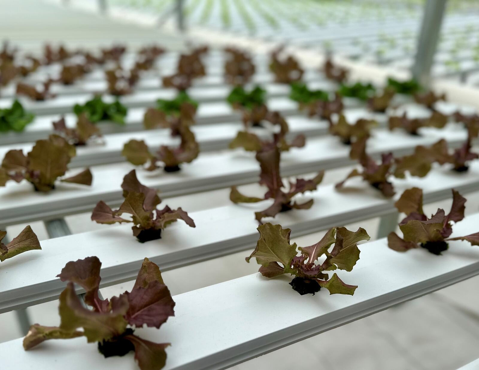 Lettuce is grown in the hydroponic greenhouse and distributed directly through the Foodbank's Drive Thru produce pantry. ROBIN McMACKEN/STAFF