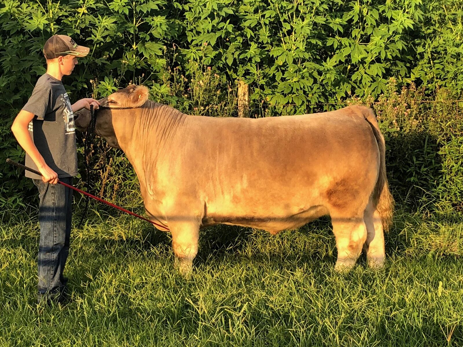 Beavercreek High Schooler Brandon Barr hopes his steer Tonto does well this year at the Greene County Fair. The steer had a close call in April when a tornado swept through and tore the roof off of his barn home on Ludlow Road. Contributed