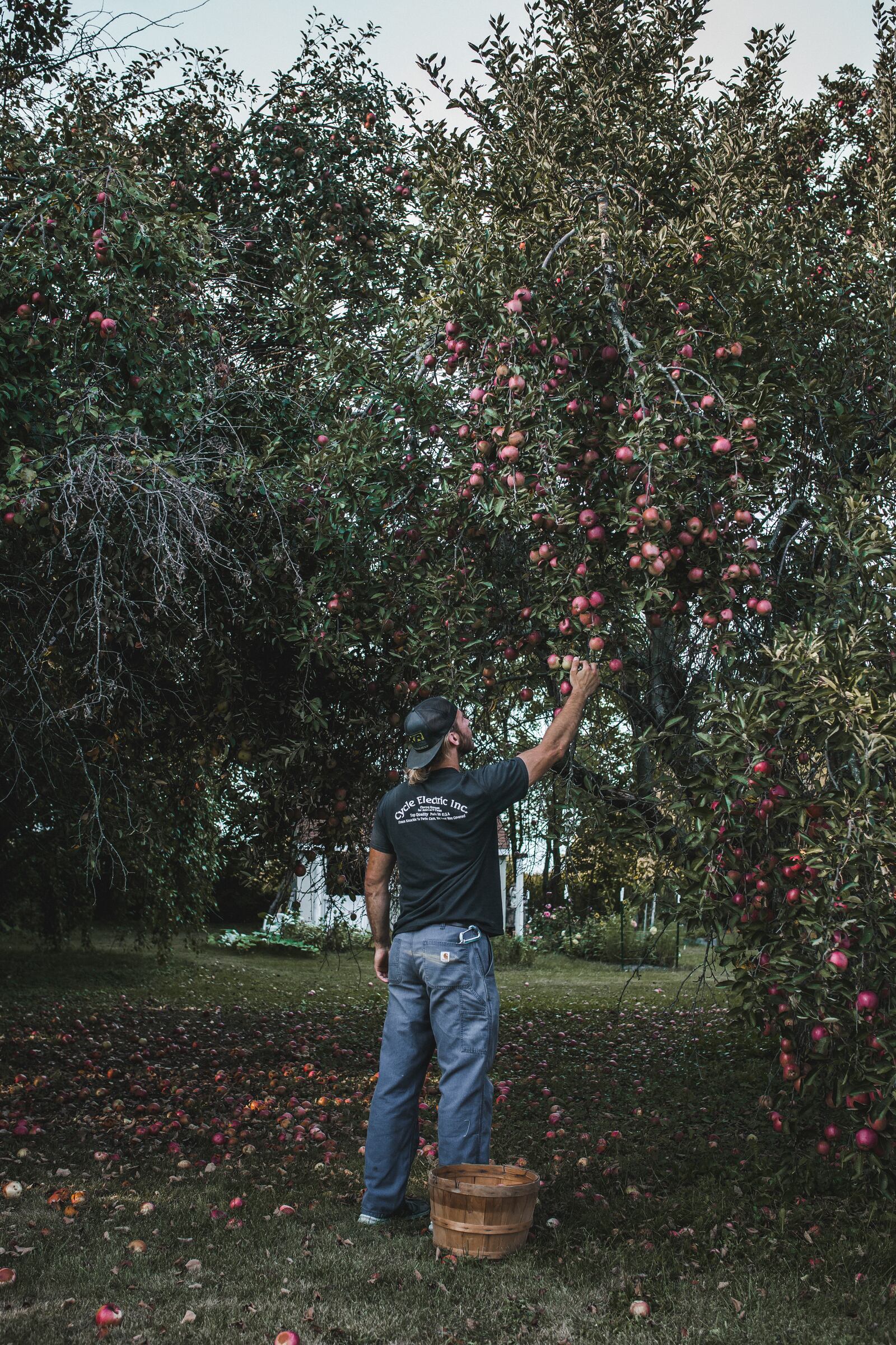 Nick Fahringer picks the last of the apples this season. 