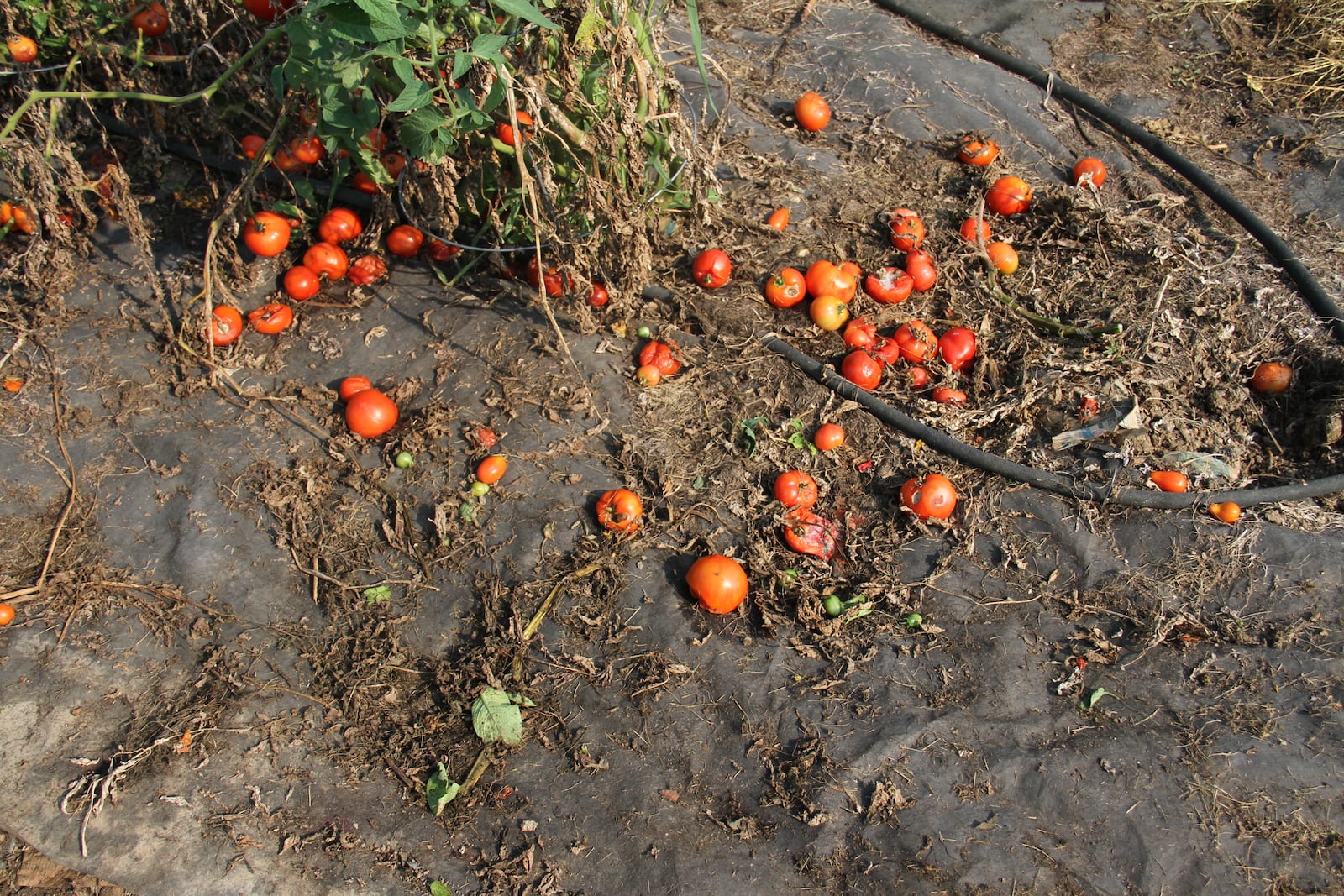 Many tomato diseases overwinter on debris left in the garden, clean up diseased plant material in the fall.