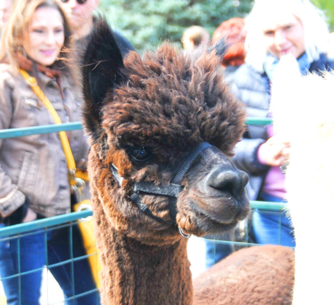 Did we spot you at the Yellow Springs Street Fair?