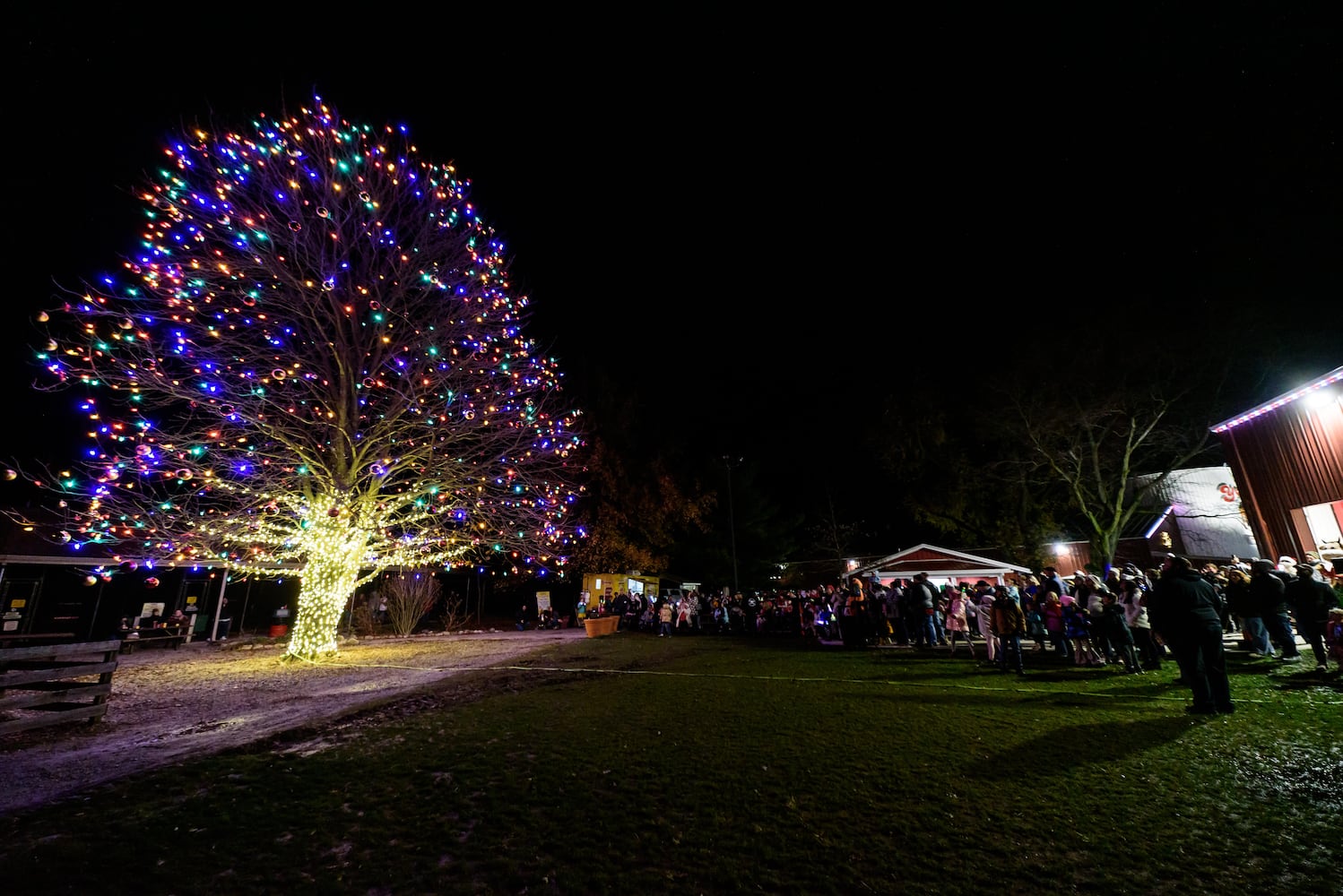 PHOTOS: Barnabe's Buckeye Tree Lighting Ceremony at Young's Jersey Dairy