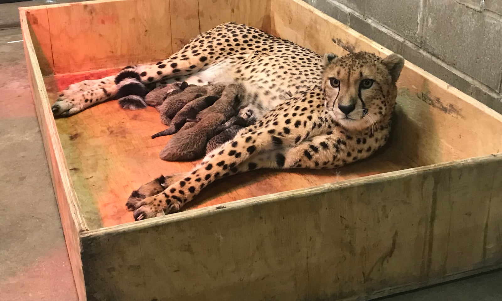 Bingwa gave birth to eight cheetah cubs. (Photo courtesy St. Louis Zoo)