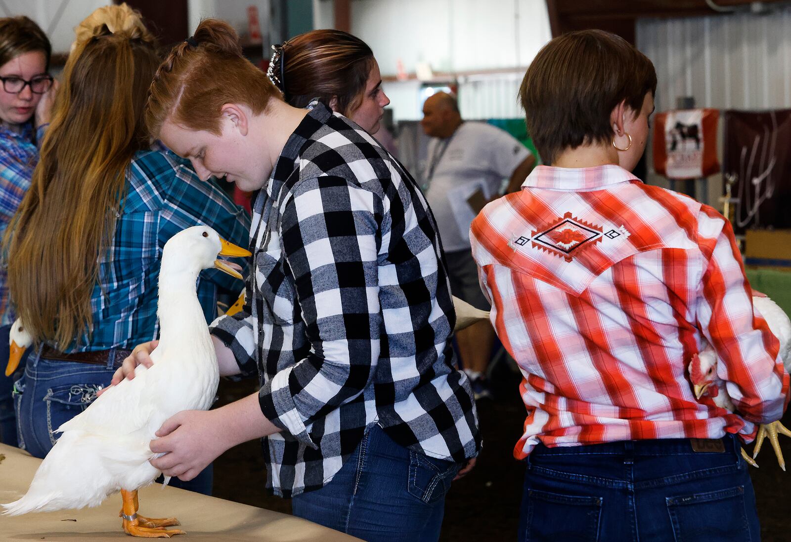 Tayla Green of Fairborn with her duck waits to be judged Tuesday, July 30, 2024 at the Greene County Fair. MARSHALL GORBY\STAFF