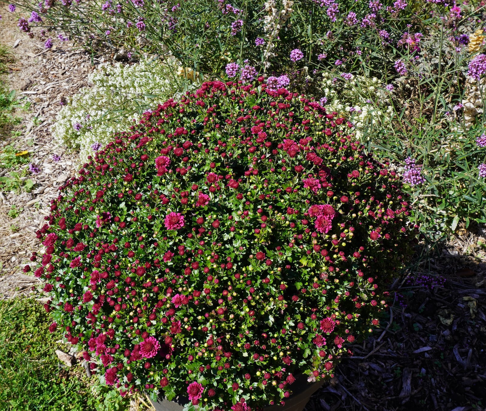 Hydrangeas are a good indicator plant for dry soil.  Notice the wilting leaves. CONTRIBUTED