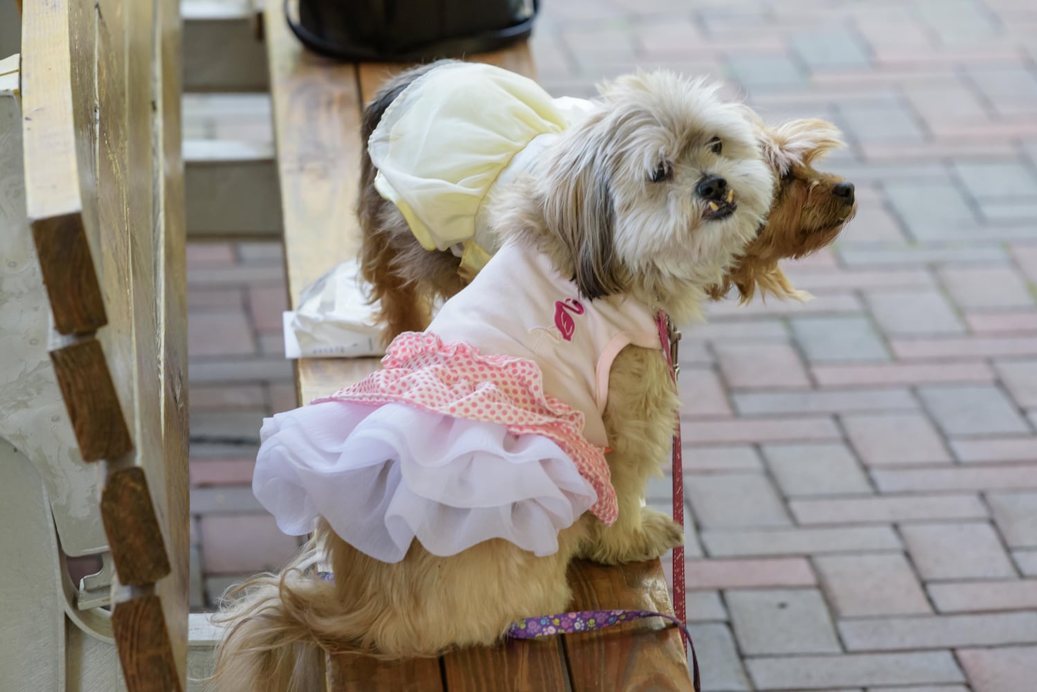 PHOTOS: 2024 Blessing of the Animals at Epiphany Lutheran Church