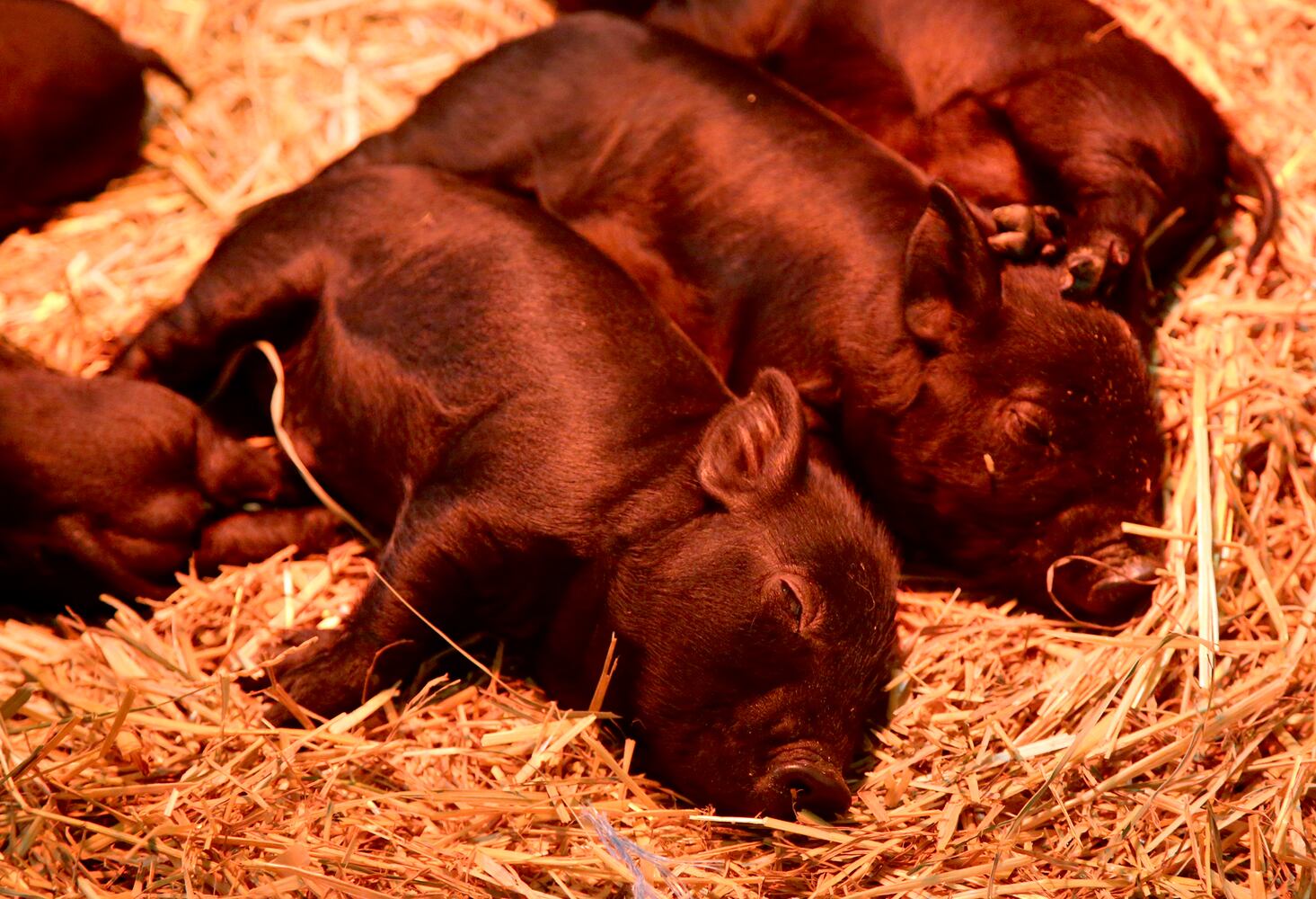 PHOTOS: AWWW! Sleepy mini goats and adorable lambs among the Aullwood Farm babies