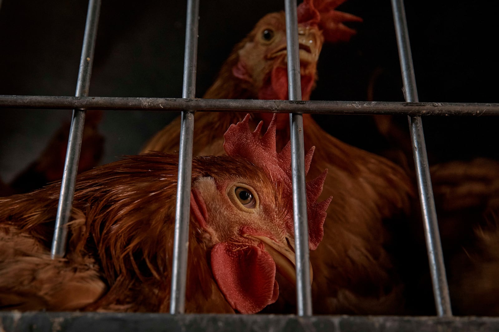 Chickens rest inside a cage as they wait to be slaughtered inside the La Granja Live Poultry Corporation store on Friday, Feb. 7, 2025, in New York. (AP Photo/Andres Kudacki)