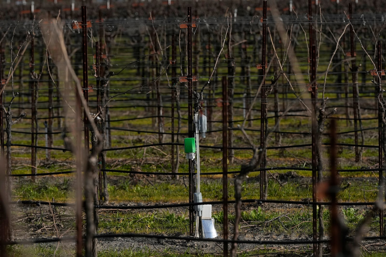 An Agrology Arbiter system, which measures soil respiration, soil temperature and ambient temperature, is shown in a Chardonnay production vineyard during an interview with Tyler Klick, Partner/Viticulturist of Redwood Empire Vineyard Management, in Geyserville, Calif., Friday, Jan. 24, 2025. (AP Photo/Jeff Chiu)