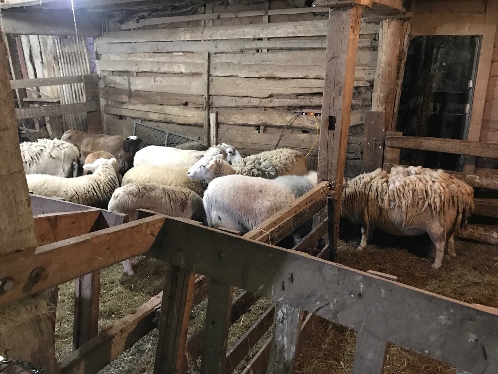 Some of the Westendorf sheep that share the barn on Christmas Eve with those gathered for the annual worship. Tom Archdeacon/CONTRIBUTED