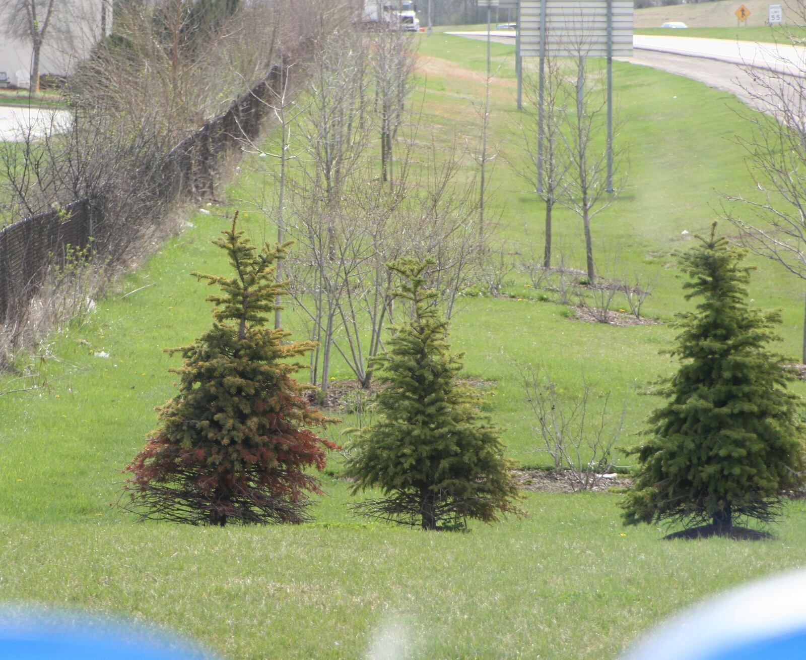 Evergreen tree decline due to lack of consistent watering.