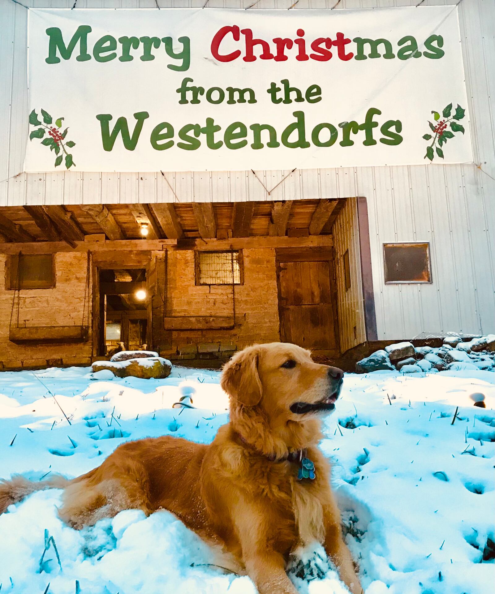 Jerry, the Westendorfs beloved 7 ½ year old rescue, sits in front of barn with its “Merry Christmas from the Westendorfs” sign which is lit by flood lights and can be seen from nearby Interstate 675. CONTRIBUTED