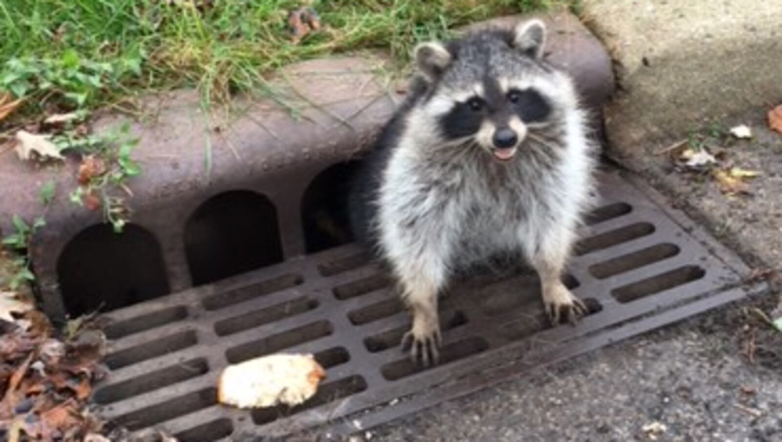 A raccoon was stuck in a storm drain and needed the assistance of police officers.