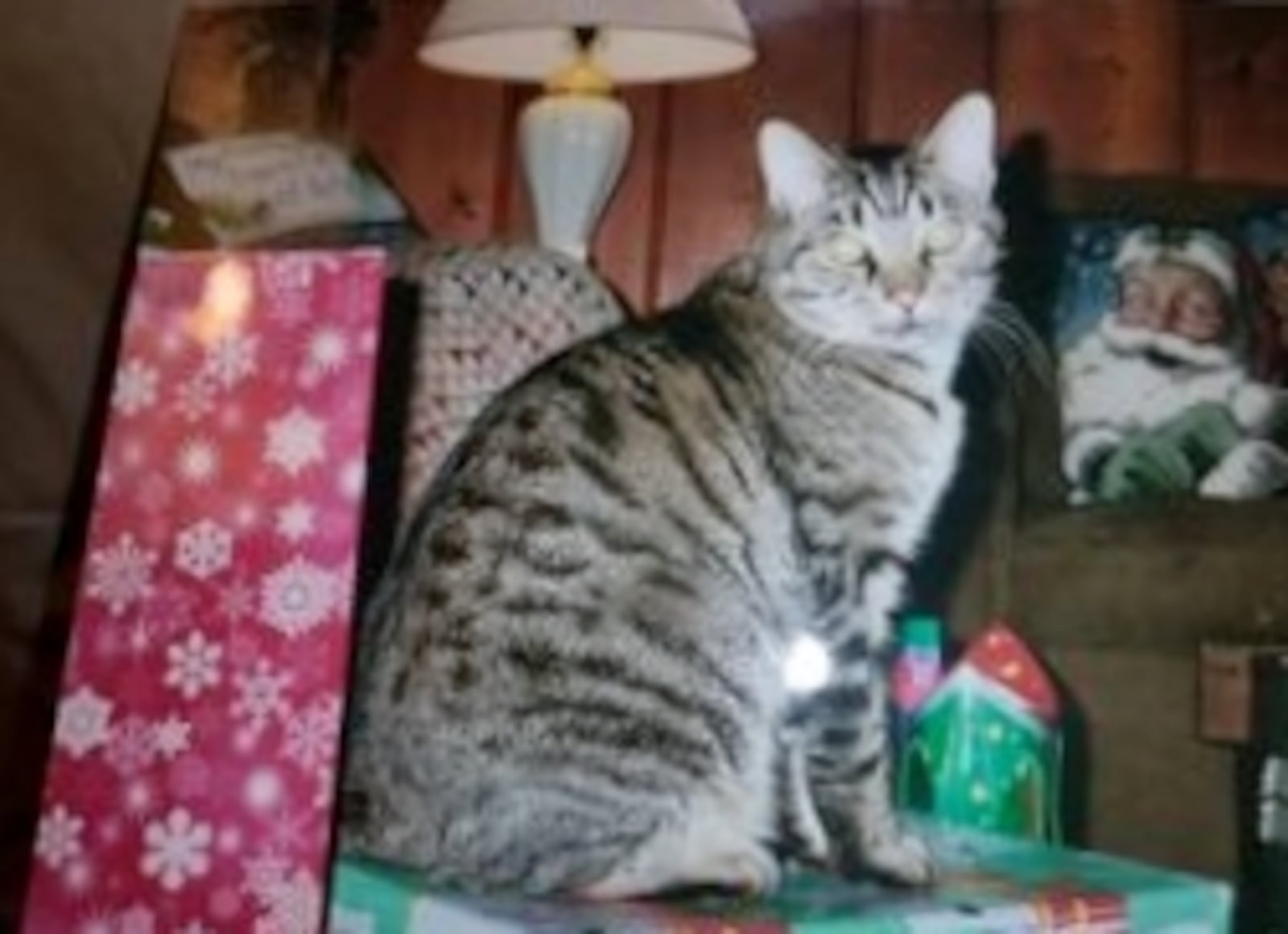 Mary, the roof climbing cat. REGINA KUNGLE / CONTRIBUTED