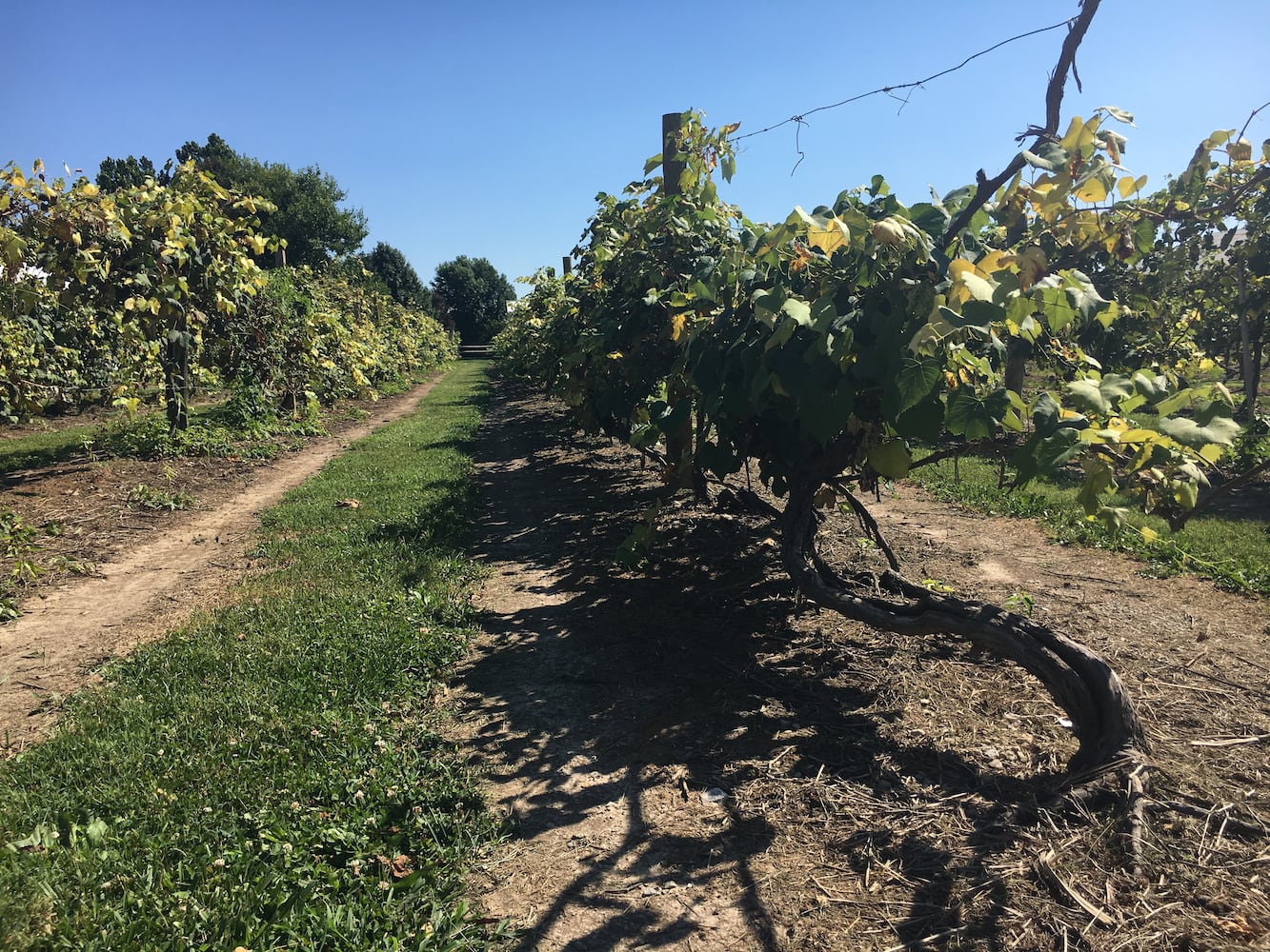 Hidden Valley Orchards