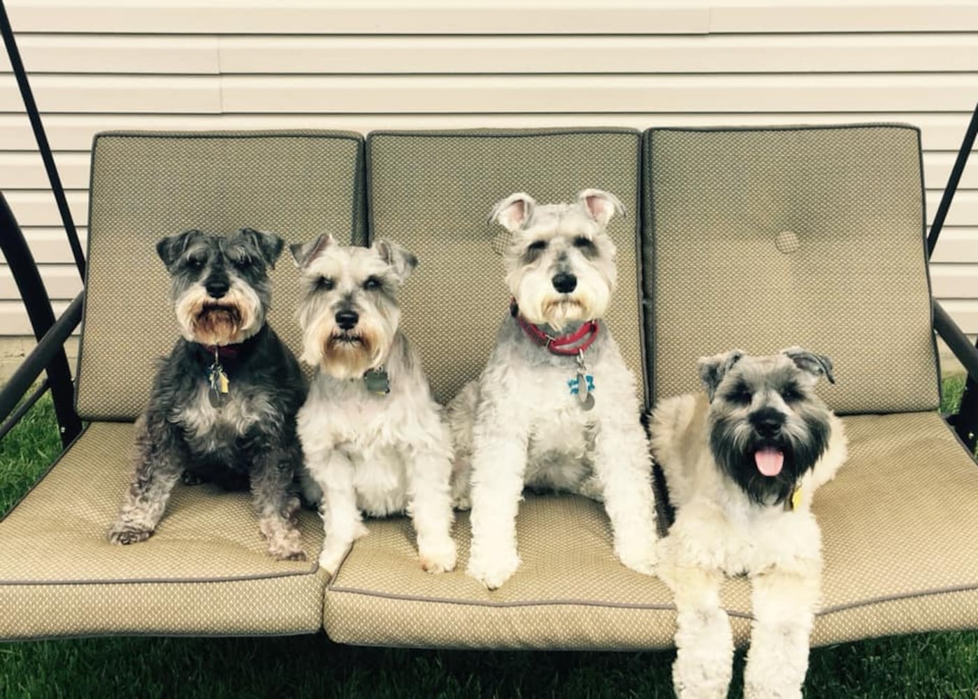 PHOTOS: It’s National Dog Day! Here is some puppy smiles for you