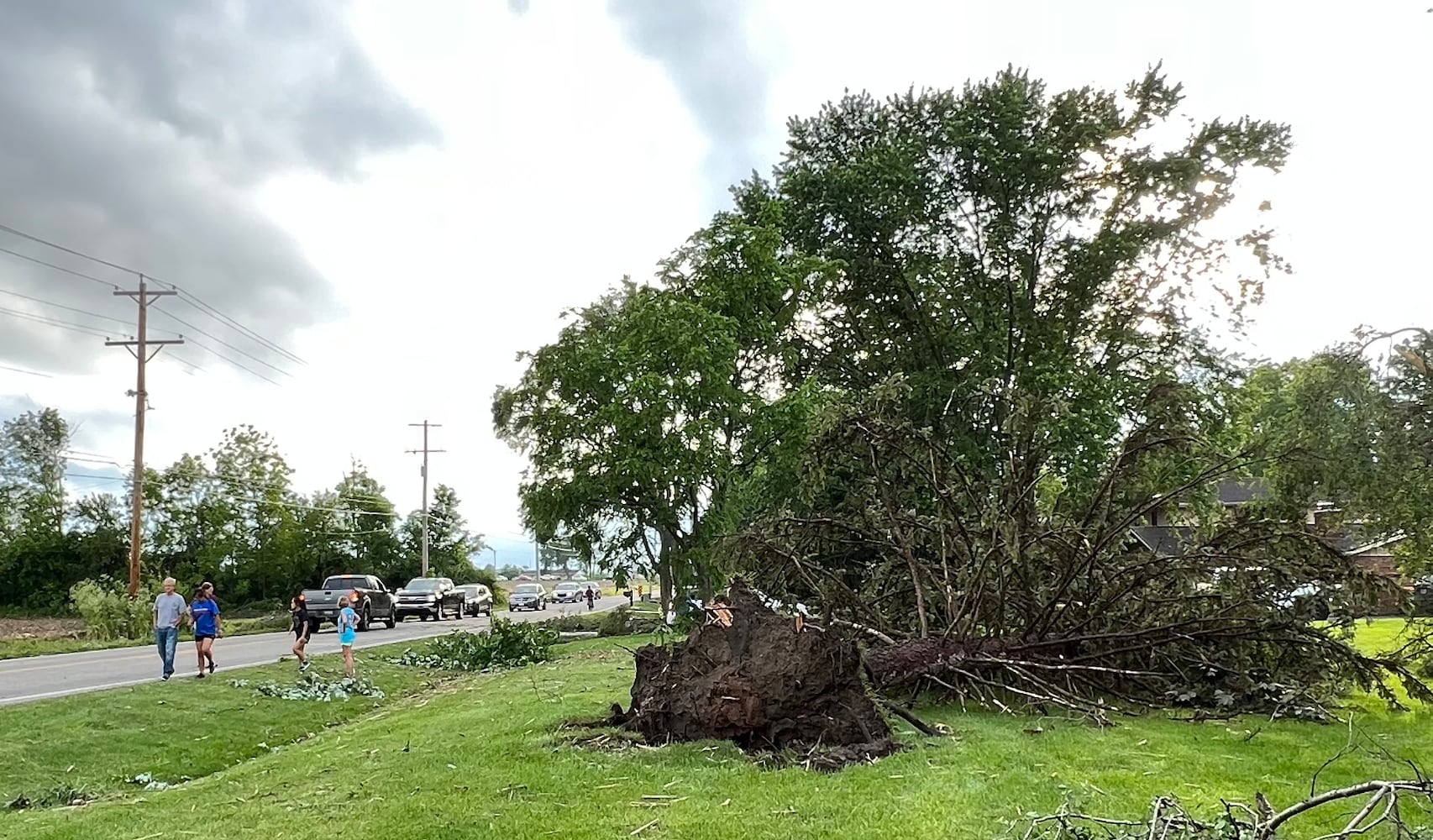 060922 tornado tree 3