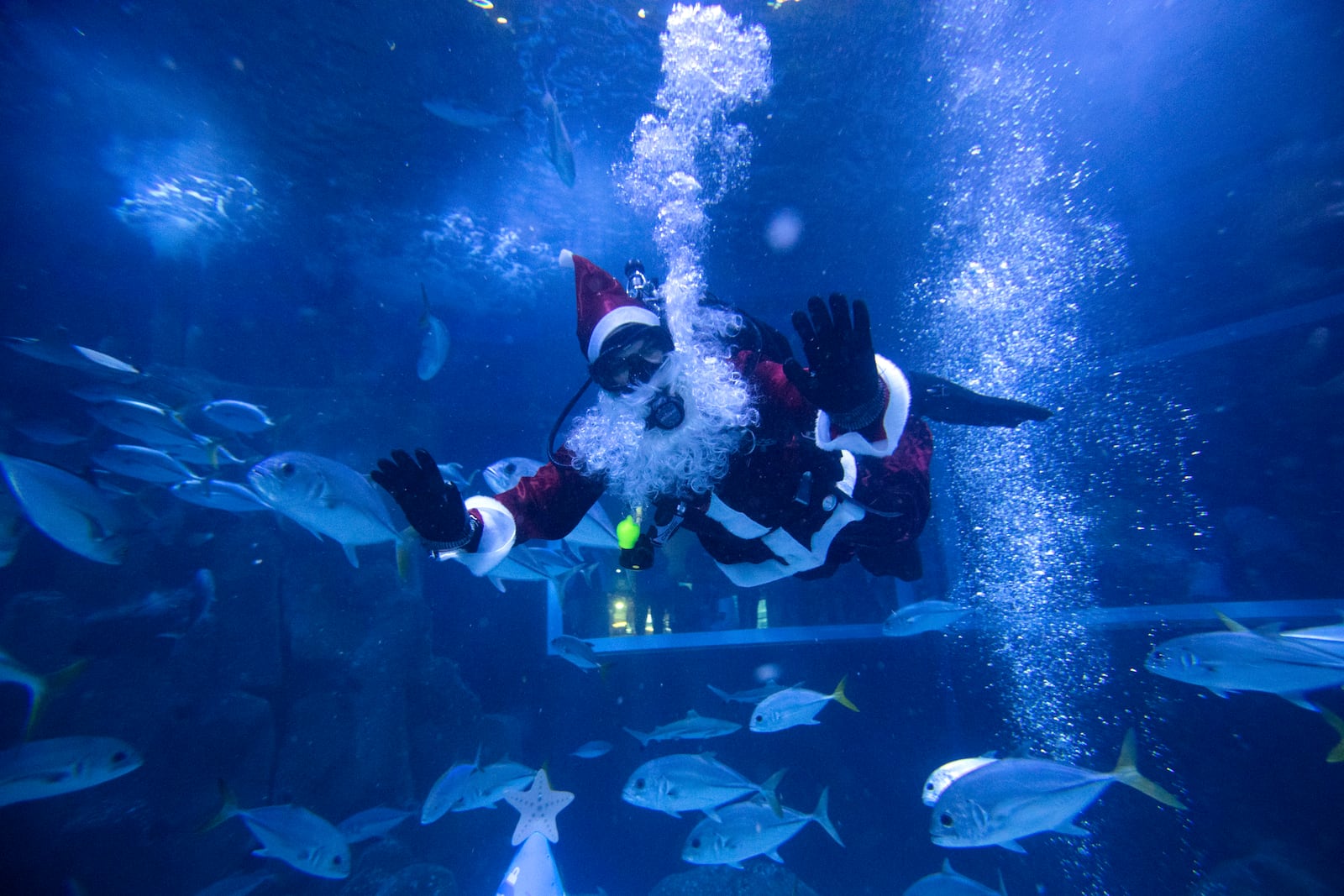 Diver Felipe Luna, dressed in a Santa Claus suit, swims inside a tank at the AquaRio Marine Aquarium as part of an annual Christmas tradition, in Rio de Janeiro, Saturday, Dec. 21, 2024. (AP Photo/ Bruna Prado)