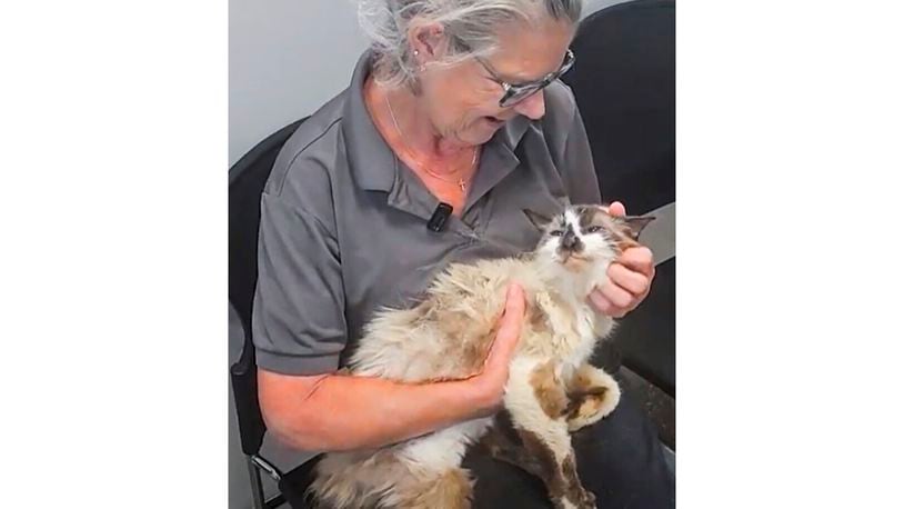 In this photo provided by the Charleston Animal Society, Jennifer Ravenel pets her cat, Sam, when the two were reunited after 11 years Monday, Aug. 12, 2024, at the Charleston Animal Society in Charleston, South Carolina. (Charleston Animal Society via AP)