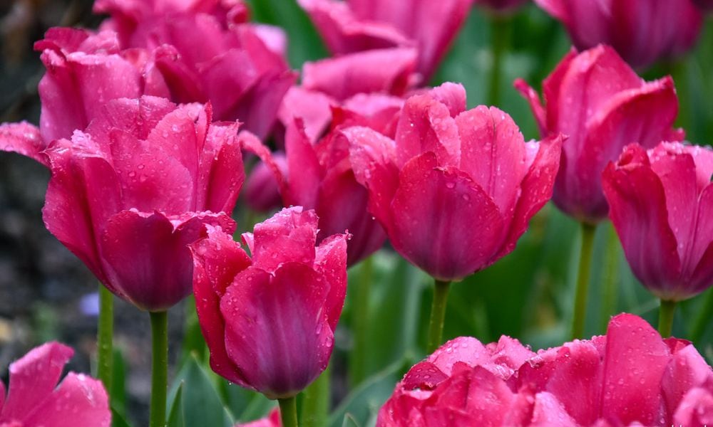 Zoo Blooms at Cincinnati Zoo & Botanical Garden will run through April 30. The annual display features more than 100,000 brightly colored tulips. CONTRIBUTED