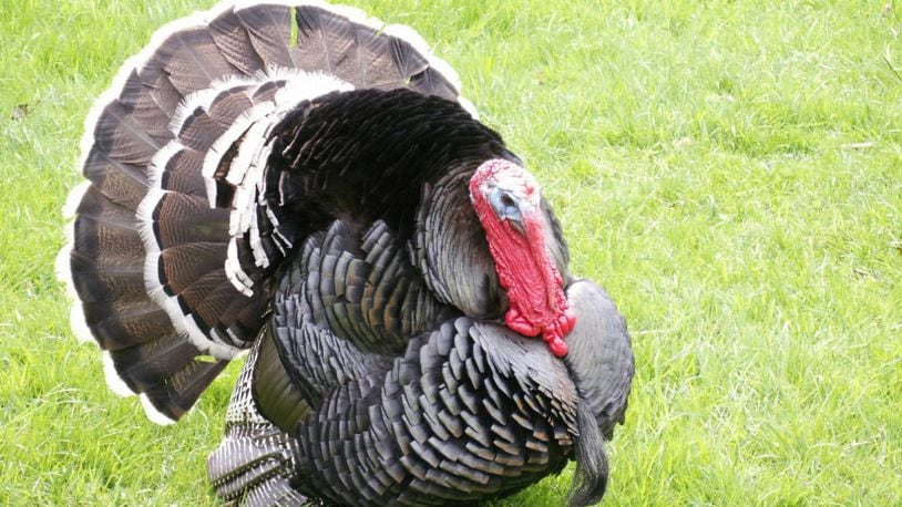 A turkey.