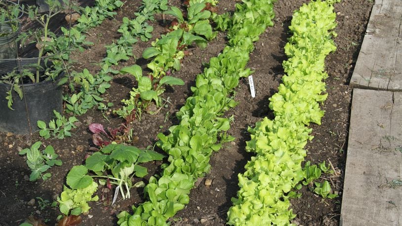 Lettuce and other greens are great for fall crops in the garden.