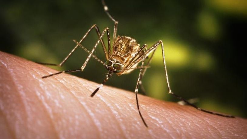 The culex mosquito has been known to carry the West Nile virus.  PHOTO: Ohio Department of Health
