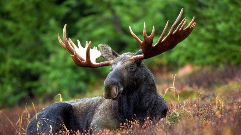 A moose trotted across a Wyoming highway with an American flag wrapped around its antlers.