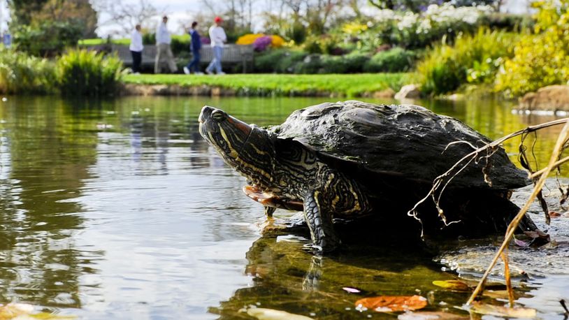 A turtle basks in the sun on a rock Wednesday, October 16 at Cox Arboretum in Miami Twp.   NICK GRAHAM / STAFF