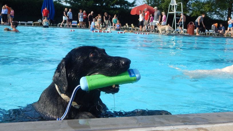 Soggy Doggy Pool Day