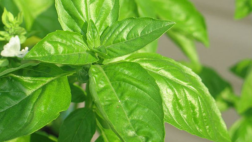 The Edgy Veggie Fresh green basil makes for a mean green pesto