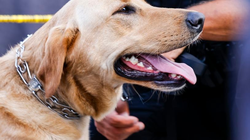 First Friday Dog Days of Summer in Springfield will welcome four-legged friends downtown who are on leashes, crowd-friendly and whose owners are responsible. FILE