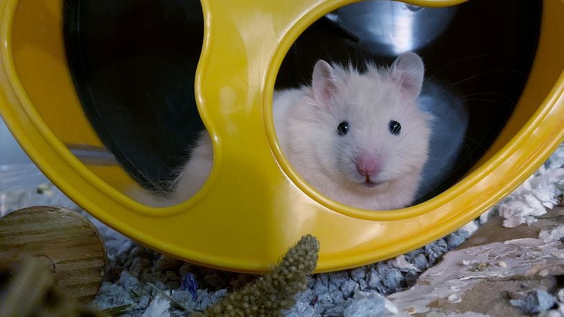 Rickey in his wheel getting reading to "roll."  JORDAN BLAKE / CONTRIBUTED