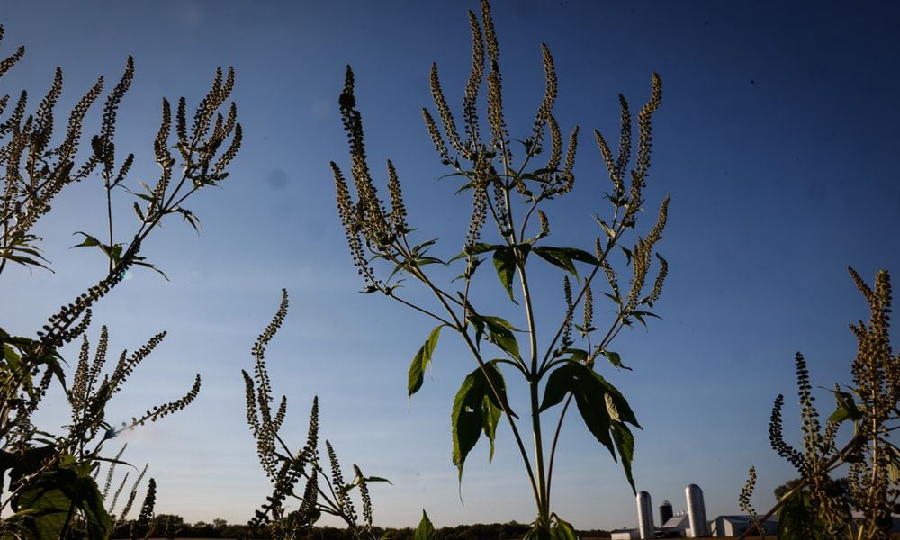 Ragweed growing in the ditch-lines and fields in the Miami Valley are spreading their pollen, impacting local allergy sufferers. JIM NOELKER/STAFF