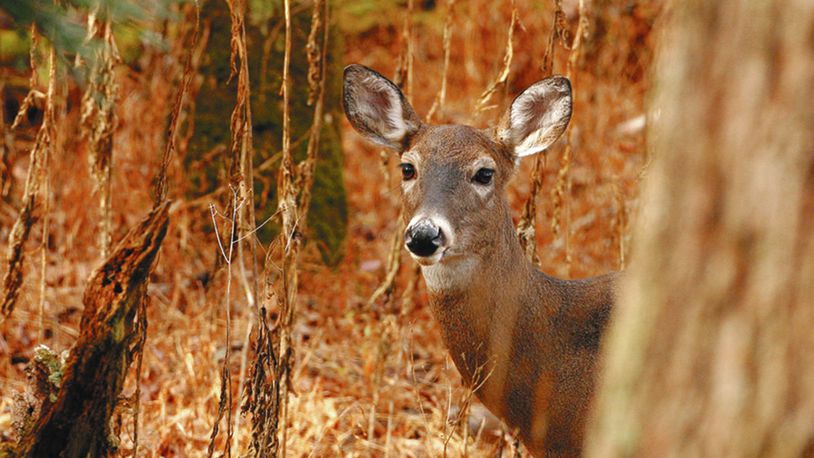 Here's how many deer Ohio hunters killed in 2019-20